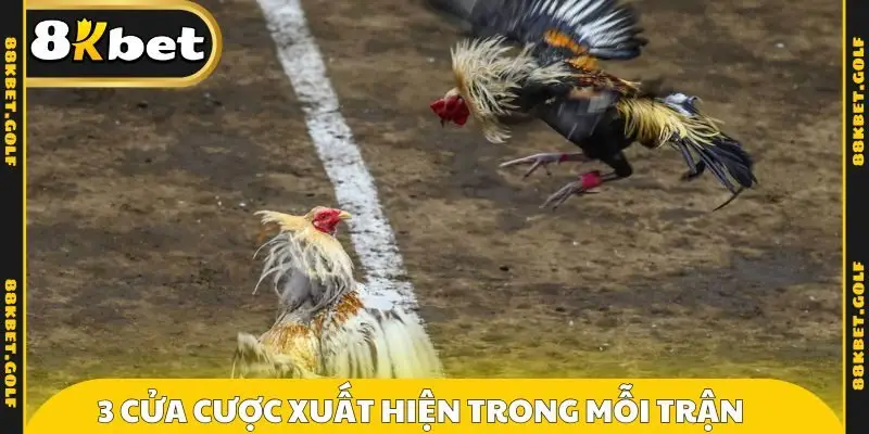 3 cửa cược xuất hiện trong mỗi trận đá gà