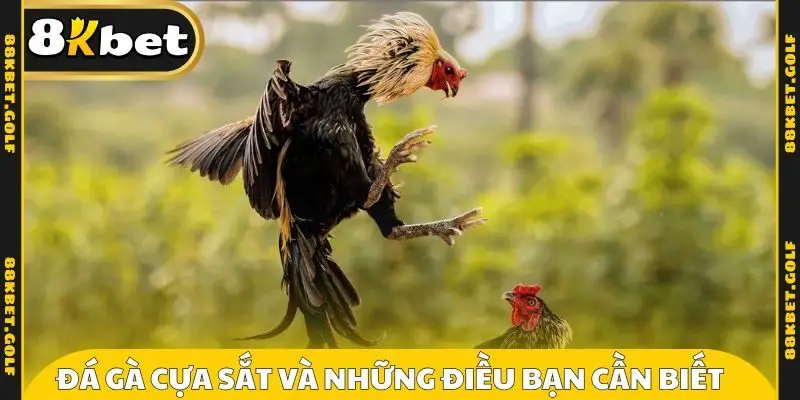 Đá gà cựa sắt và những điều bạn cần biết