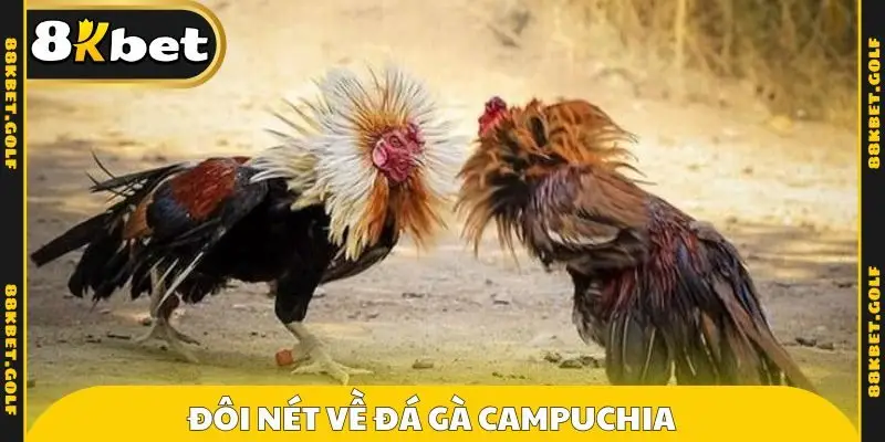 Đôi nét về đá gà campuchia