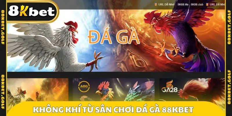 Không khí từ sân chơi đá gà 88KBET 