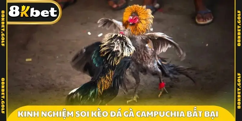 Kinh nghiệm soi kèo đá gà campuchia bất bại