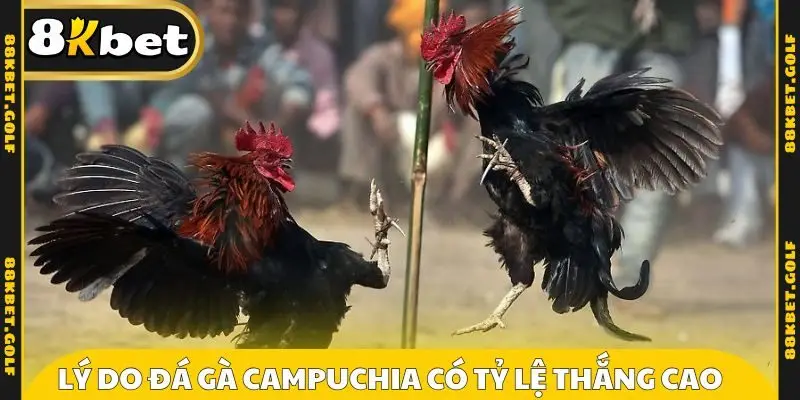 Lý do đá gà campuchia có tỷ lệ thắng cao