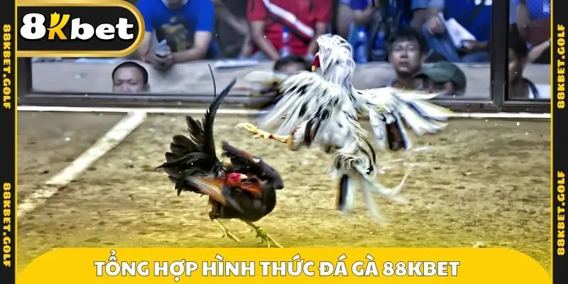 Tổng hợp hình thức đá gà 88KBET 