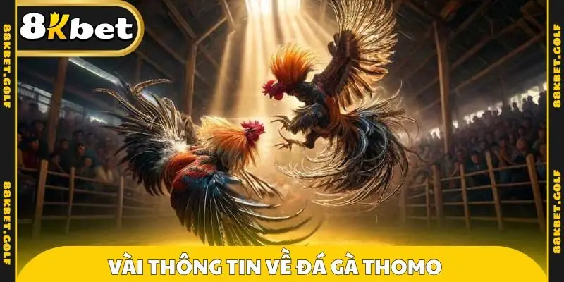 Vài thông tin về đá gà Thomo